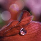 Water droplet on a spring flower